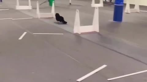 Cute dogs racing 😂😂😂