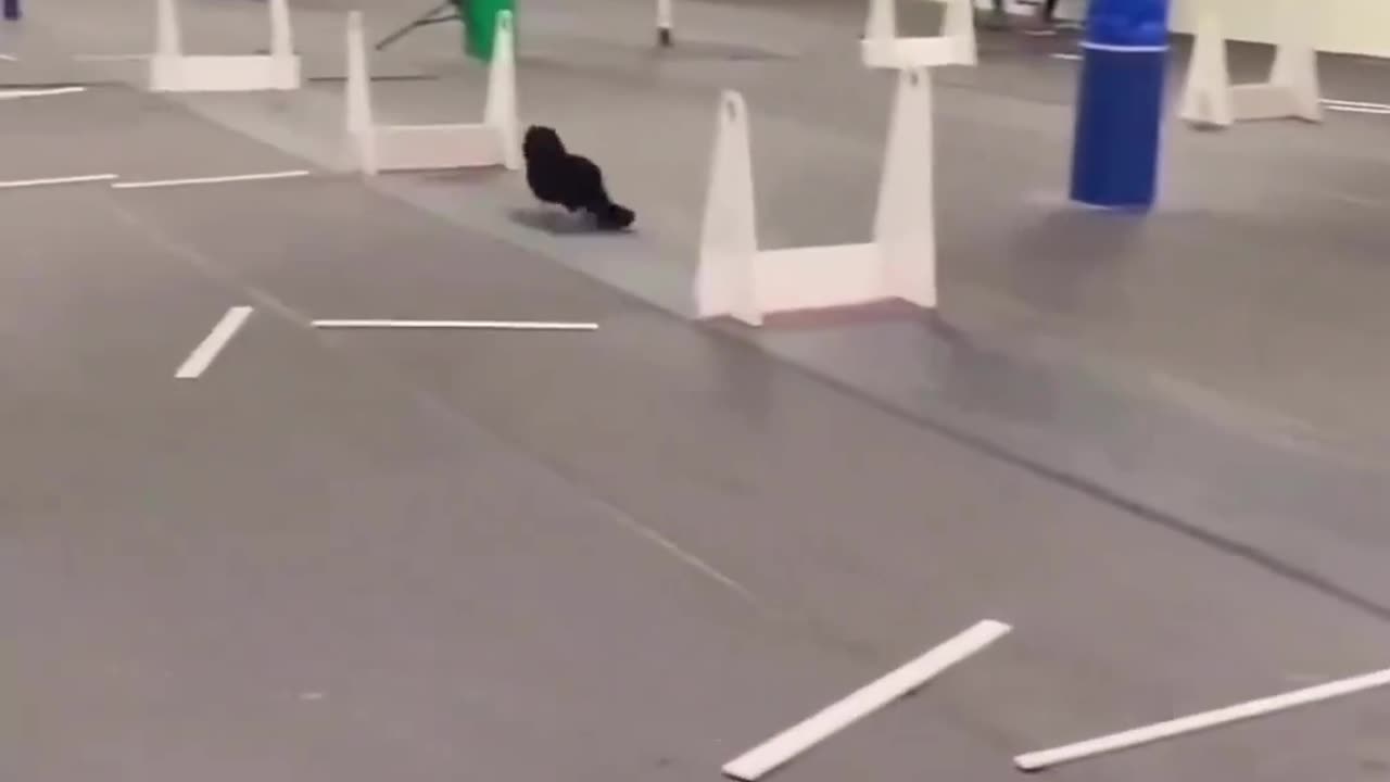 Cute dogs racing 😂😂😂