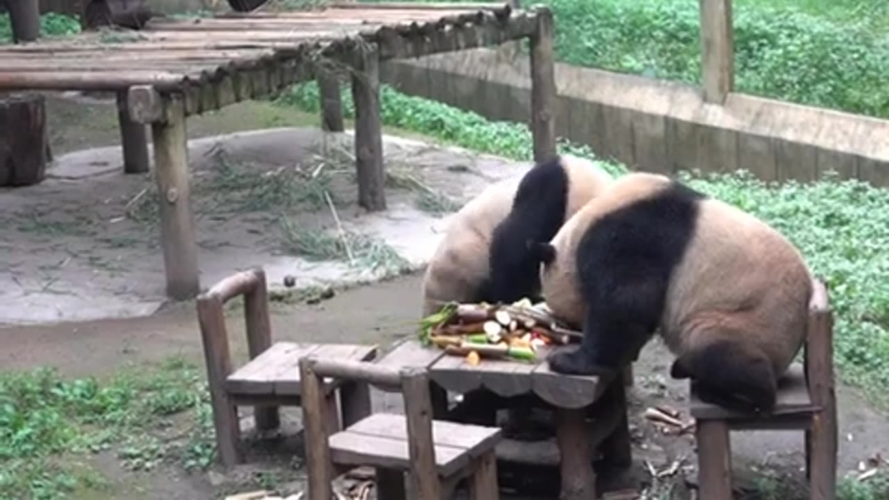 Cutes sweet panda kids