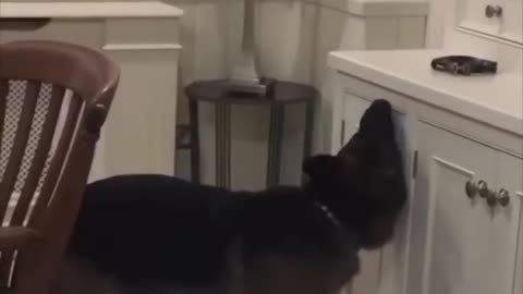 Funny dog and cat movement