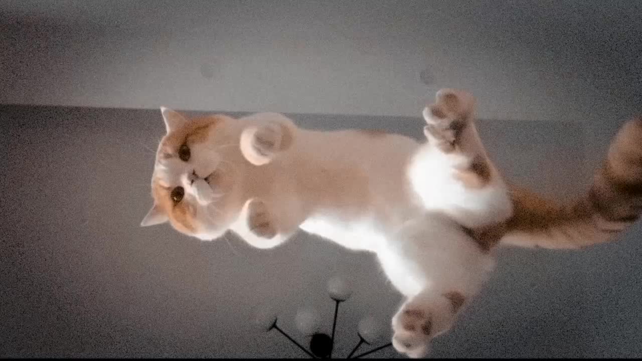 Cat fall from roof looking so cute