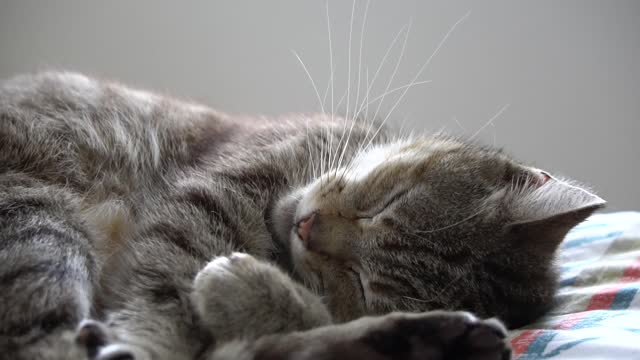 Watch this Cute Cat Dreaming in his Sleep