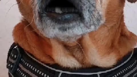 Truth Pups~Q The Storm Rider DROPS Confirmed