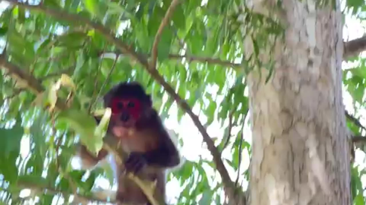 #babymonkey #Animal #Animalht #mankey #animals #viral #animallovers❤️ #monkeys #monkey #funny