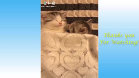 Cute Pets And Funny Animals Compilation 10 - Pets Garden