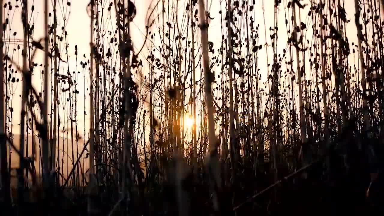 15 Minute Meditation Music Relaxing Music Calming Music Stress Relief Music Study Music 3293B_v720P