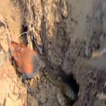 The bird attacks the snake in another1