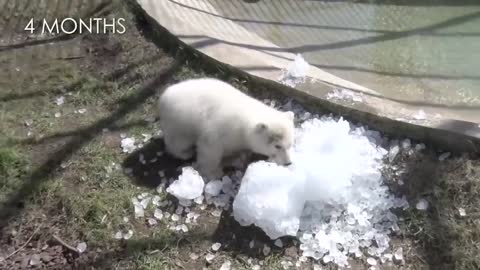 Nora the polar bear cub growing up