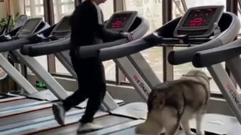 Funny and Cute Dog Training Video - DAILY 🐶 ANIMALS 😻 SHORTS