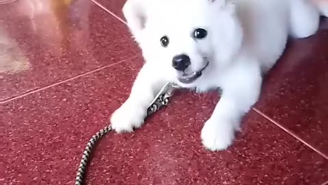 Adorable White Puppy's Heartwarming Bark! 🐾