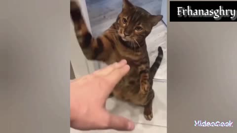 A cat that punishes its owner