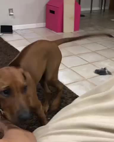 Happy puppy encounters grumpy Yorkie