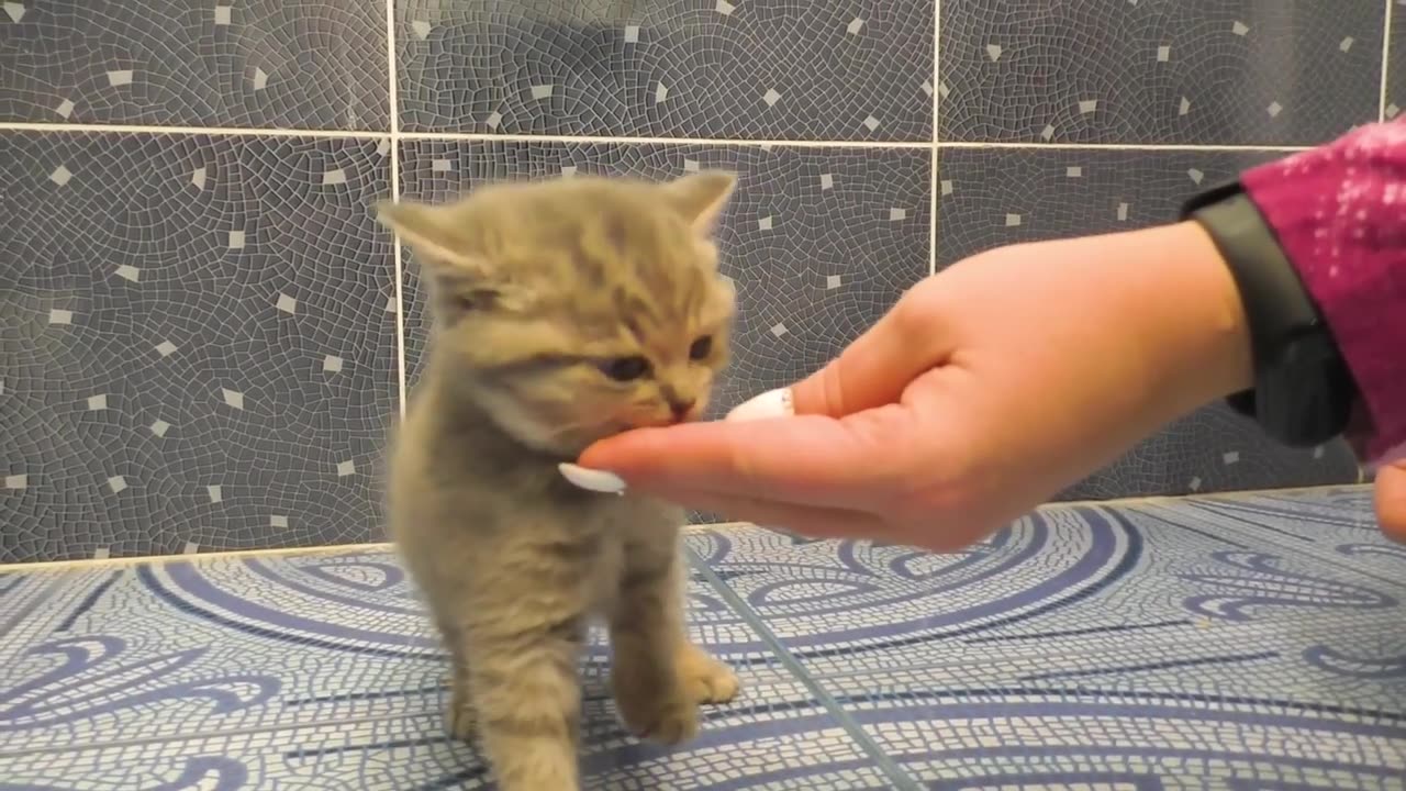 Kitten does not want to bath and meows loudly