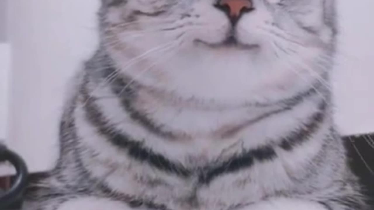 Cute and Funny Cat Videos Compilation