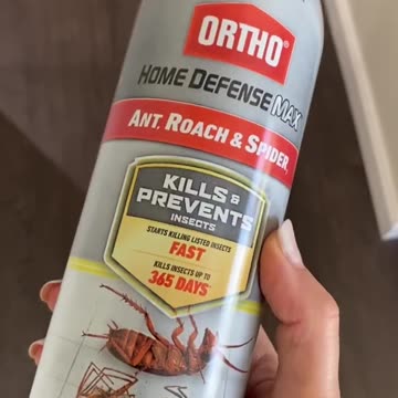 3 ways to get rid of ants naturally