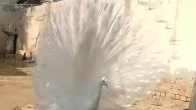 Beautiful White Peacock Pet Video By Make By Kingdom Of Awais