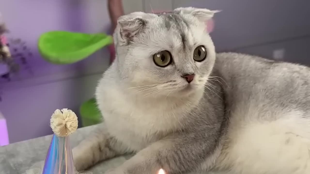 Cat birthday party