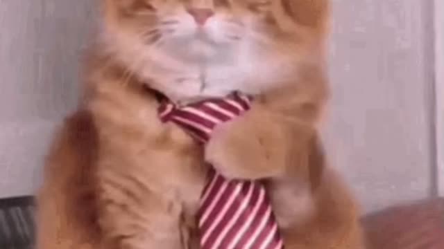 Cute Cat GIF 🐈