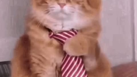 Cute Cat GIF 🐈