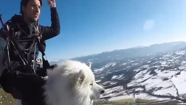 Beautiful Dog's Paragliding. 🤪 #Paragliding