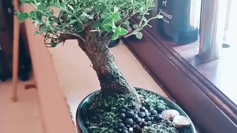 Bonsai bình dương