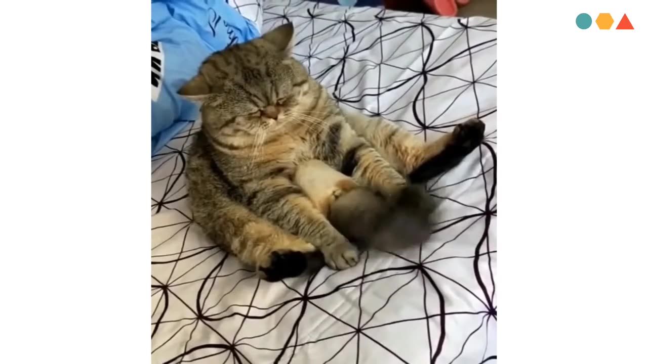 Funny cats and dogs 🤪 _ Funny animals 😍 _ Best funny videos 2021 _ Try not to laugh _ Entertainment