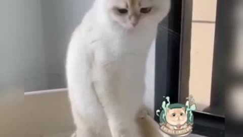 Funnycats