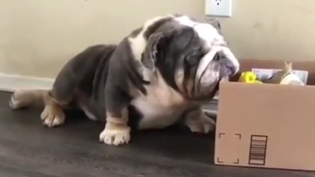 Tired Bulldog Can't Move