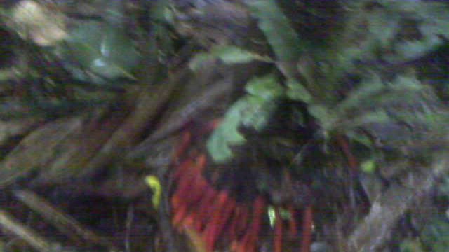 Red Tree roots you'll NEVER see in the US on trail to Pena Blanca Ecuador