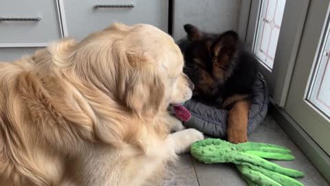 Golden Retriever Plays with German Shepherd Puppy