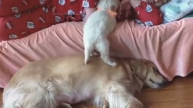 Funny pets cat and dogs