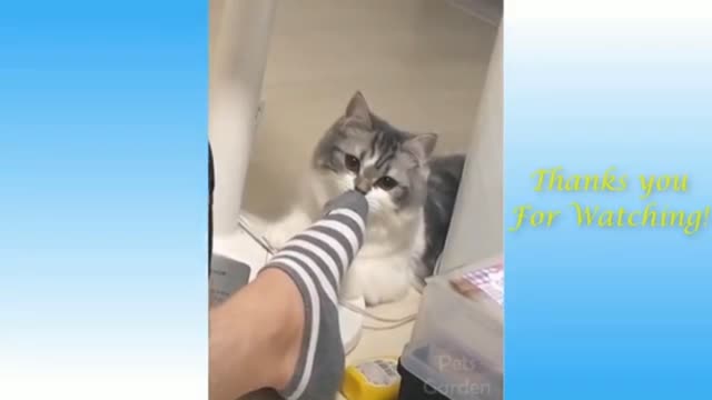 Funny and cute 🐈 cat videos