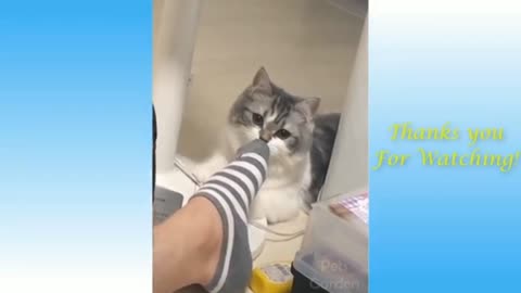 Funny and cute 🐈 cat videos