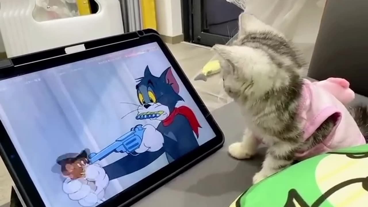 Tom and Jerry in real life