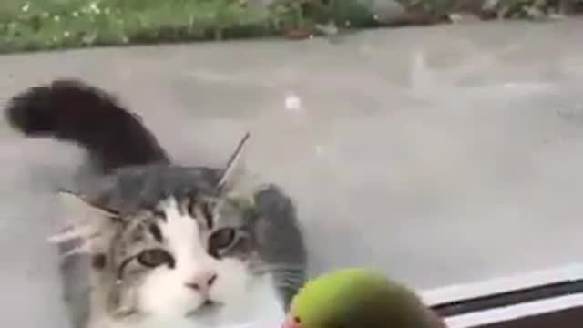 Parrot 🦜vs 🐈 cat