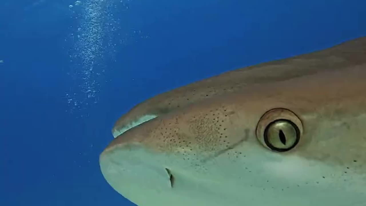 Wildlife