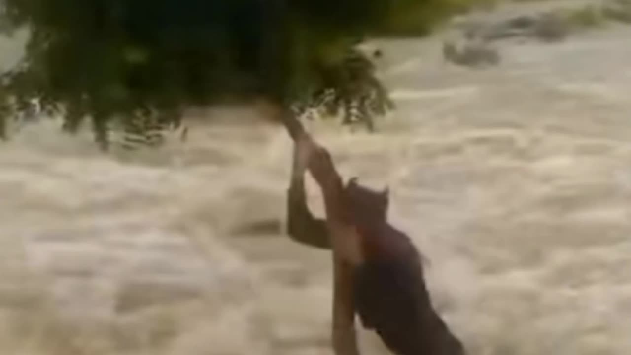 A very dangerous scene