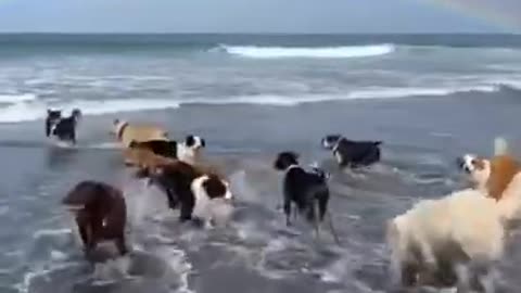 Fun Time For Dogs #shorts #viral #shortsvideo #video