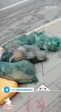 Warning. China Death Cult - rounding up pets for the slaughter. (Pray daily, God is Light and Life)