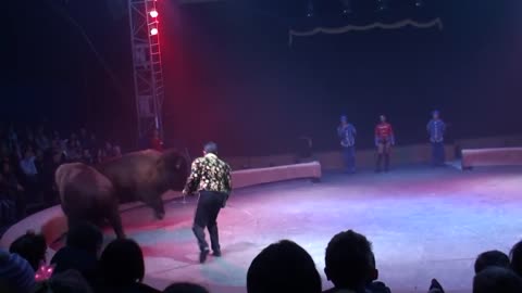 Circus. The show of different animals. Bisons, kangaroos, ostriches & giraffe