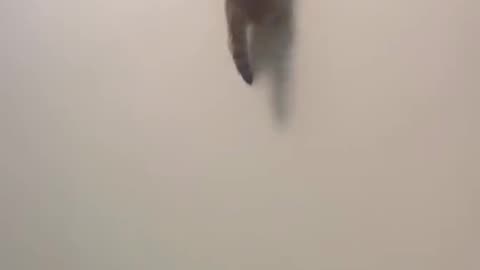 Funny video cats
