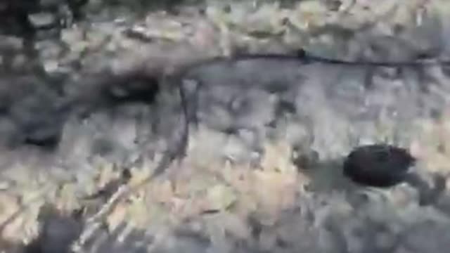 Video with the movement of Ukrainian vehicles in the Kiev region