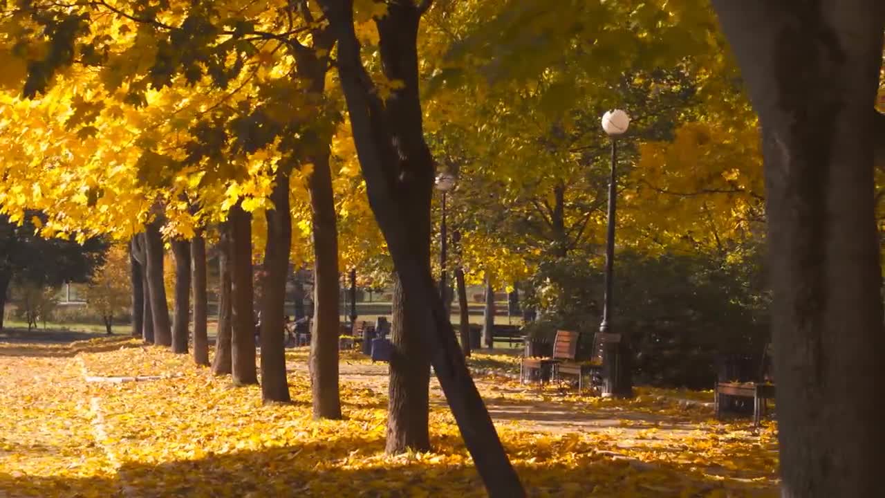 Enchanting Autumn Forests with Beautiful Piano Music