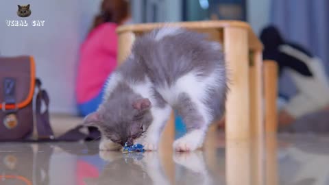 Animal Footage - Cats and Kittens Beautiful Scenes