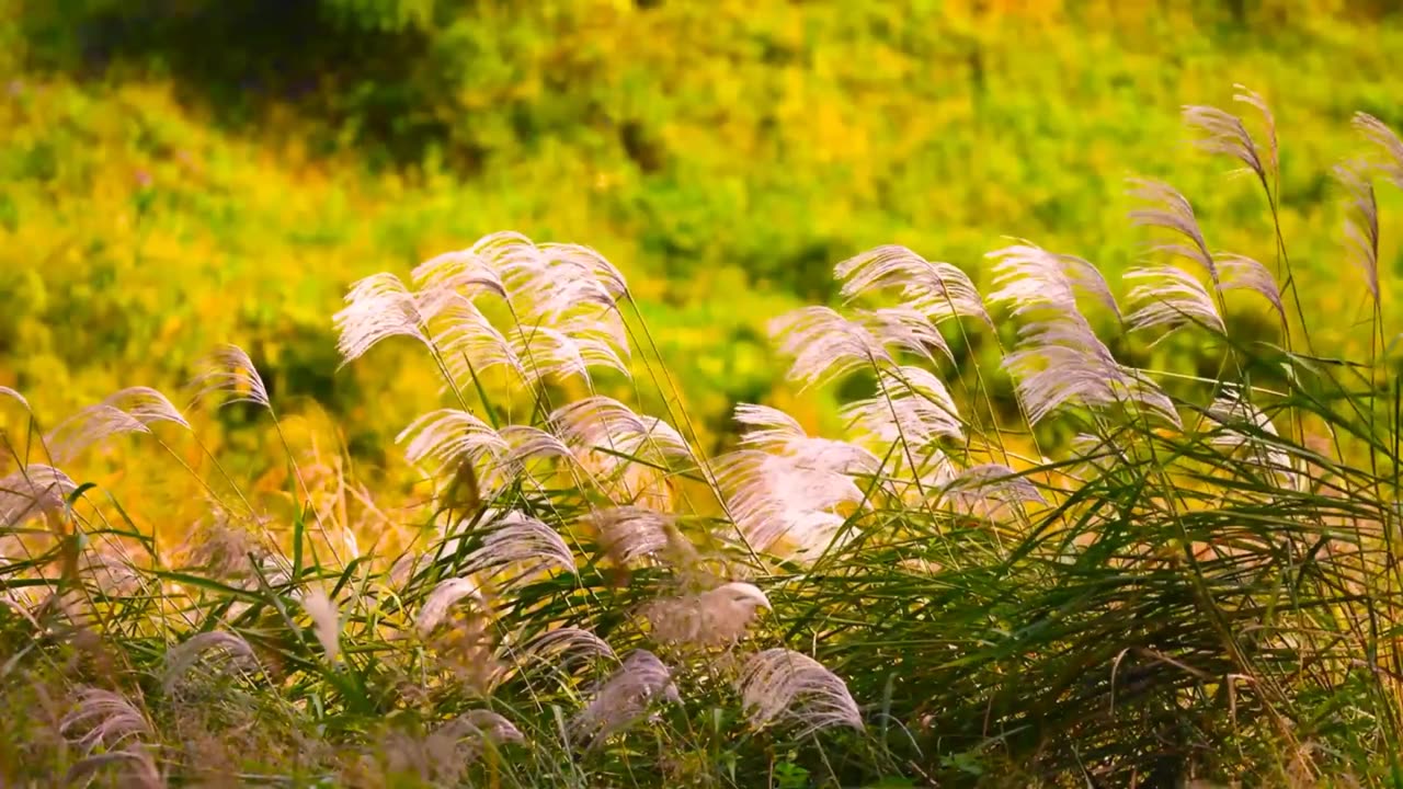 Amazing Nature Scenery with beautiful flute background music. Nature Signal