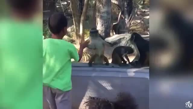 Nooo cat play