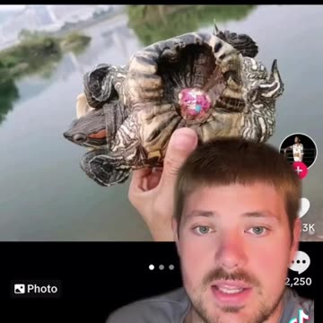 Why you never paint a turtle shell