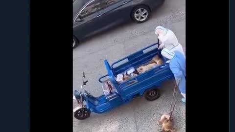 Violent, extreme videos: What they are doing to dogs in China - When owners Test Covid positive