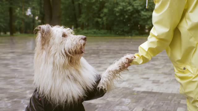 Dog video Training