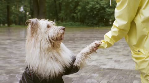 Dog video Training